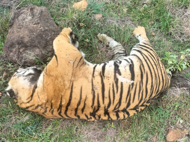 Five Tigers Die Under Suspicious Circumstances in Karnataka; Poisoning Suspected, Organs Sent for Forensic Testing