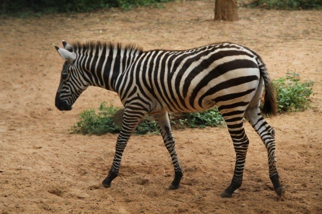 Bengaluru Zoo: Pregnant Zebra Kavya Dies in Fencing Accident