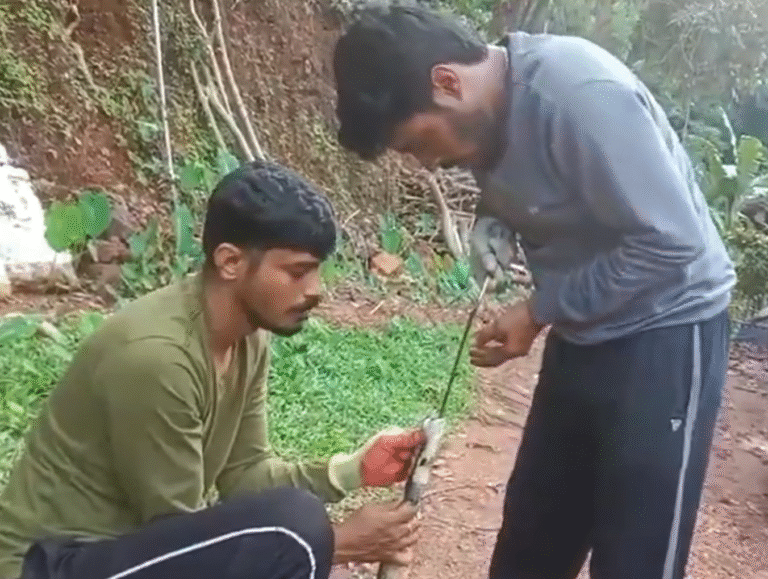 India | A Serpent’s Sharp Mistake: Cobra Ingests Knife in Bizarre Incident