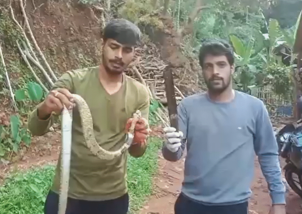 India | A Serpent’s Sharp Mistake: Cobra Ingests Knife in Bizarre Incident