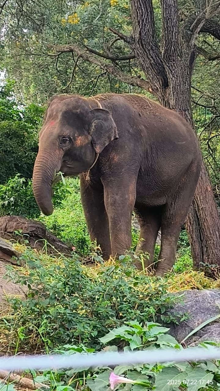 Bannerghatta Park’s First Historic Animal Export: Four Asian Elephants Sent to Japan under Global Species Exchange Programme