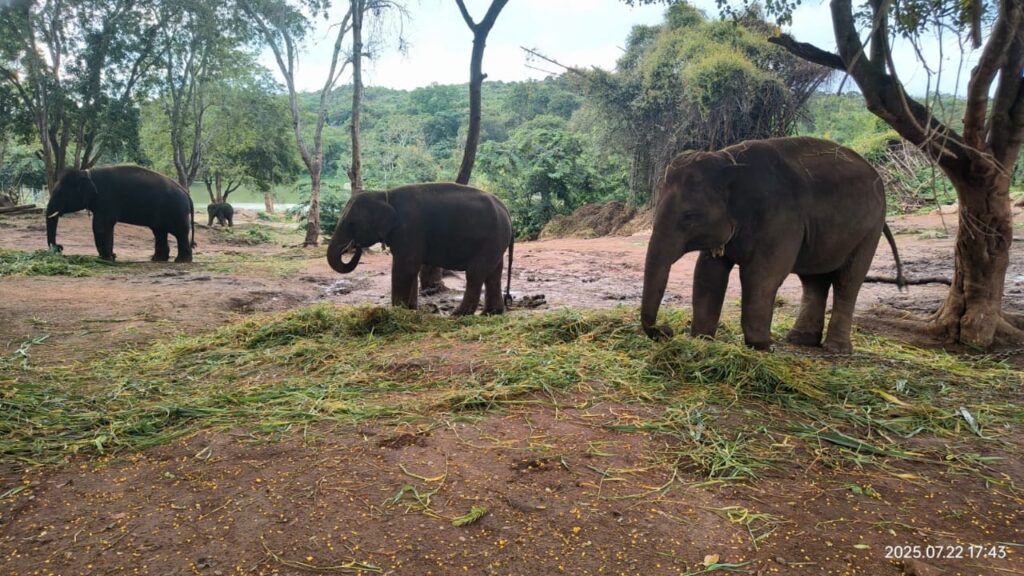 Bannerghatta Park’s First Historic Animal Export: Four Asian Elephants Sent to Japan under Global Species Exchange Programme