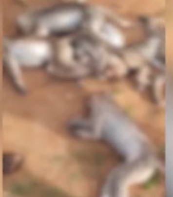 Mass Monkey Poisoning Suspected in Chamarajanagar; 18 Dead, Forensic Probe Underway