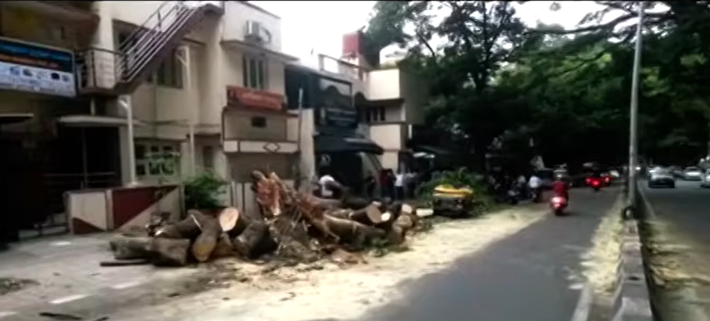 Major Tragedy Averted in Bengaluru as Giant Tree Falls on Parked Auto, Narrow Escape for Driver