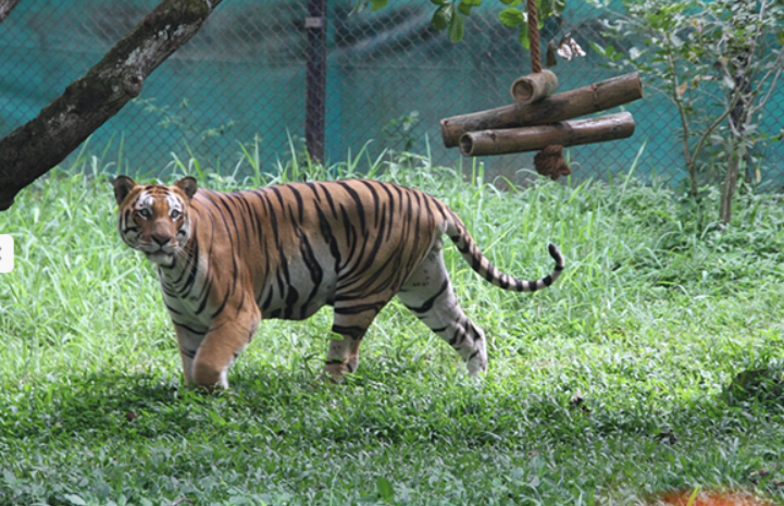 Three Tiger Cubs Die at Bannerghatta Zoo Due to Injuries, Says BBP Executive Director Surya Sen