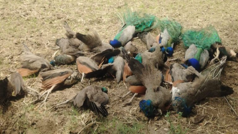 20 Peacocks Found Dead in Karnataka’s Tumakuru; Forest Minister Orders High-Level Probe into Suspected Pesticide Poisoning