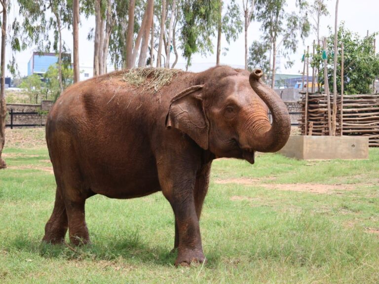 Mysuru Zoo’s Oldest Female Elephant ‘Padmavati’ Passes Away at 71