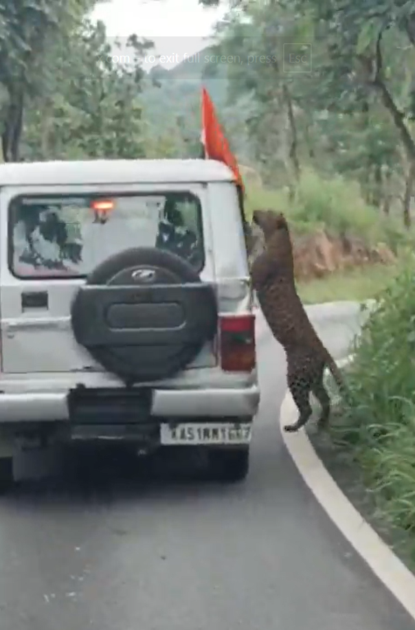 Bengaluru Leopard Safari Horror: 13-Year-Old Boy Injured in Bannerghatta Biological Park Attack