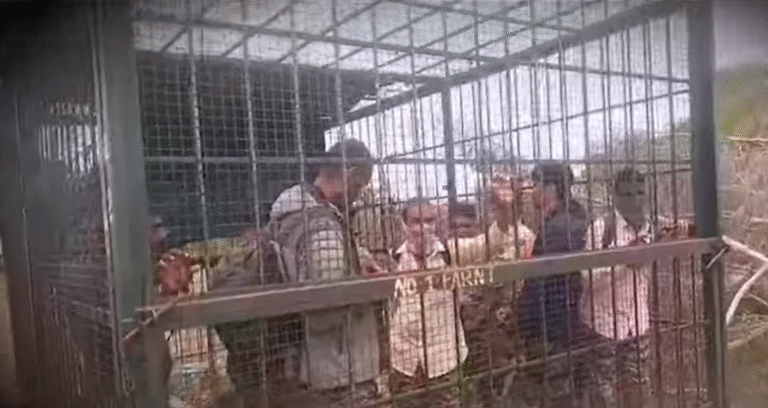 Chamrajnagar Farmers Furious Over Tiger-Leopard Menace, Booked After Locking Forest Officials in Cage in Gundlupet