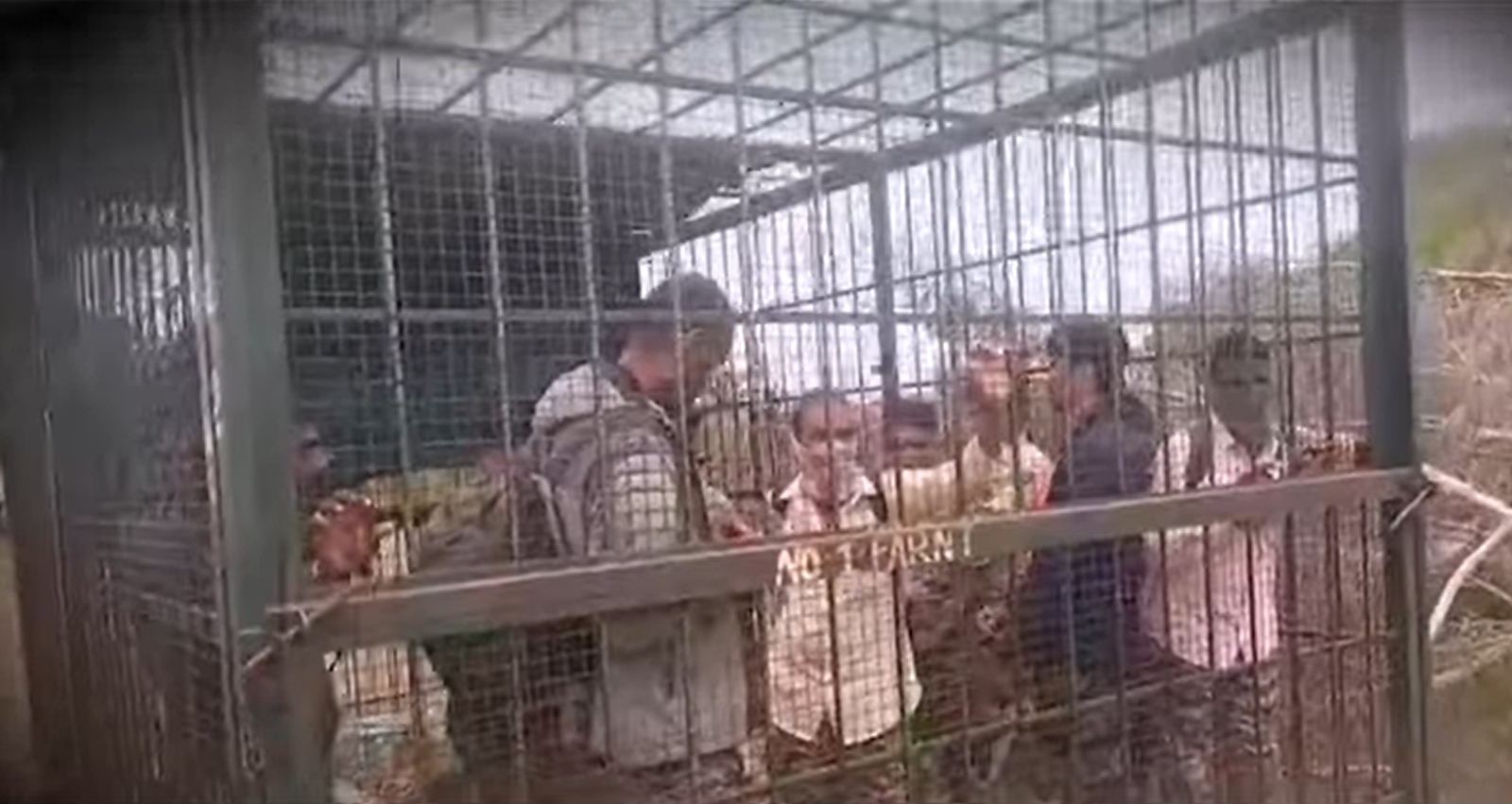 Chamrajnagar Farmers Furious Over Tiger-Leopard Menace, Booked After Locking Forest Officials in Cage in Gundlupet