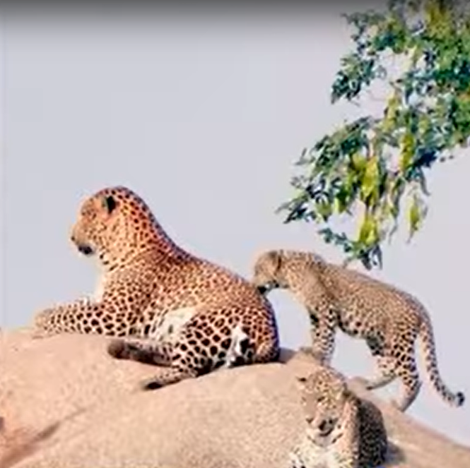 Leopard Spotted Again in Bengaluru’s Turahalli Forest, Residents Demand Higher Compound Walls for Safety