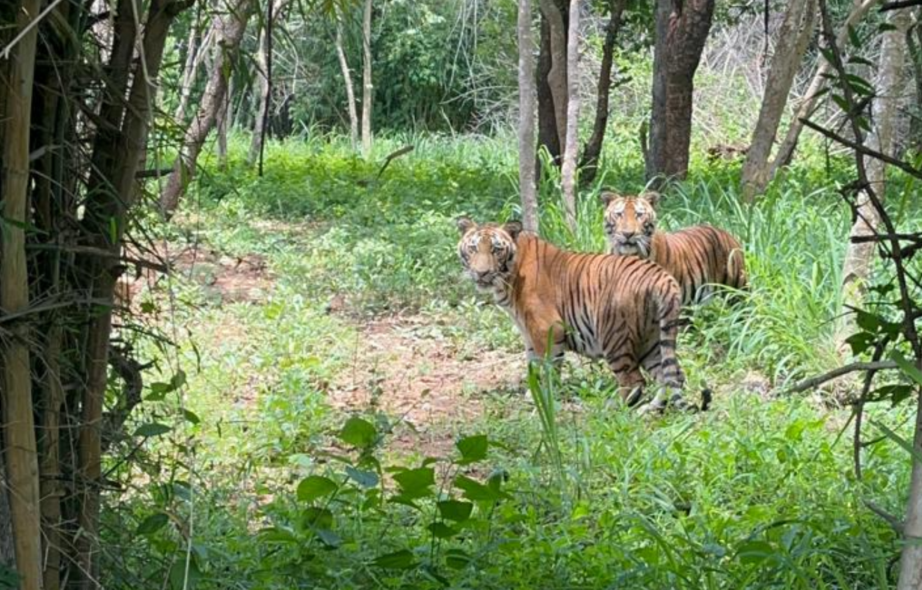 From Real Estate to Wildlife Estate: Prestige Group Adopts Tiger Cubs Simba and Sheru, Pledges 5-Year Care at Bannerghatta Park
