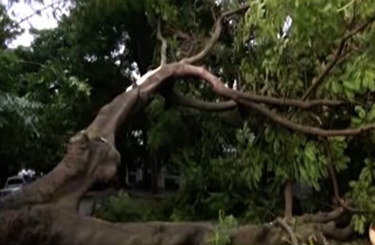Giant Tree Falls on Malleswaram 13th Cross, Car Damaged but Major Tragedy Averted
