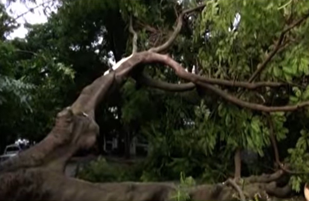 Giant Tree Falls on Malleswaram 13th Cross, Car Damaged but Major Tragedy Averted