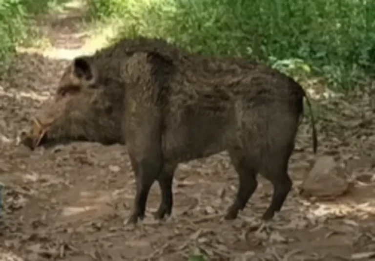 Bidar: Wild Boar Attacks Four, Including a Minor, Causing Serious Injuries