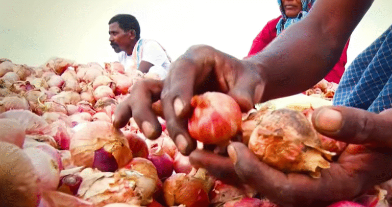 Karnataka Onion Price Crash: Farmers Dump Produce After Heavy Rain, Market Rate Falls to ₹800/quintal