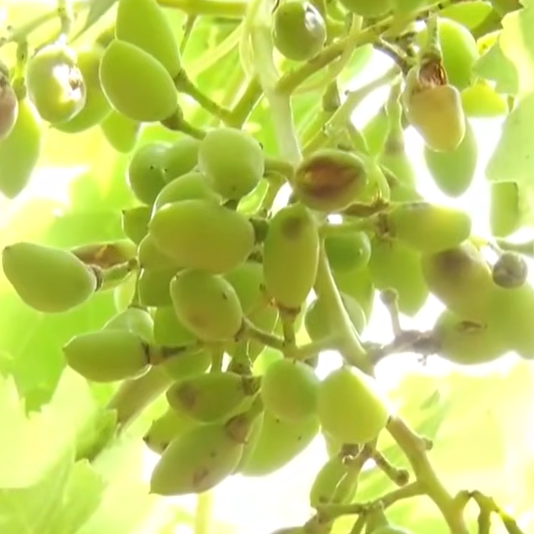 Karnataka Weather Shock! Hailstorm Destroys Crops, Farmers Cry for Help