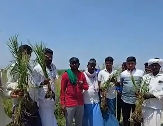 Karnataka Weather Shock! Hailstorm Destroys Crops, Farmers Cry for Help