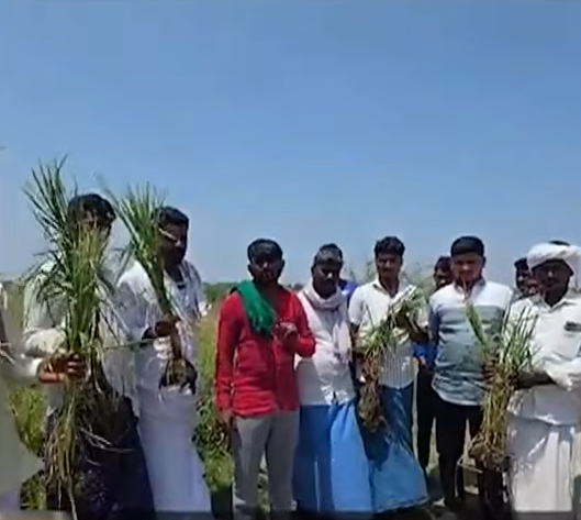 Karnataka Weather Shock! Hailstorm Destroys Crops, Farmers Cry for Help