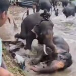 Chennai Woman Killed After Being Trampled by Dasara Elephant ‘Kanjan’ at Dubare Elephant Camp in Kodagu