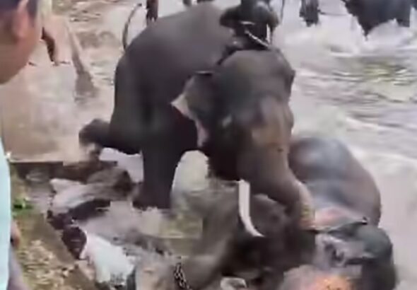 Chennai Woman Killed After Being Trampled by Dasara Elephant ‘Kanjan’ at Dubare Elephant Camp in Kodagu
