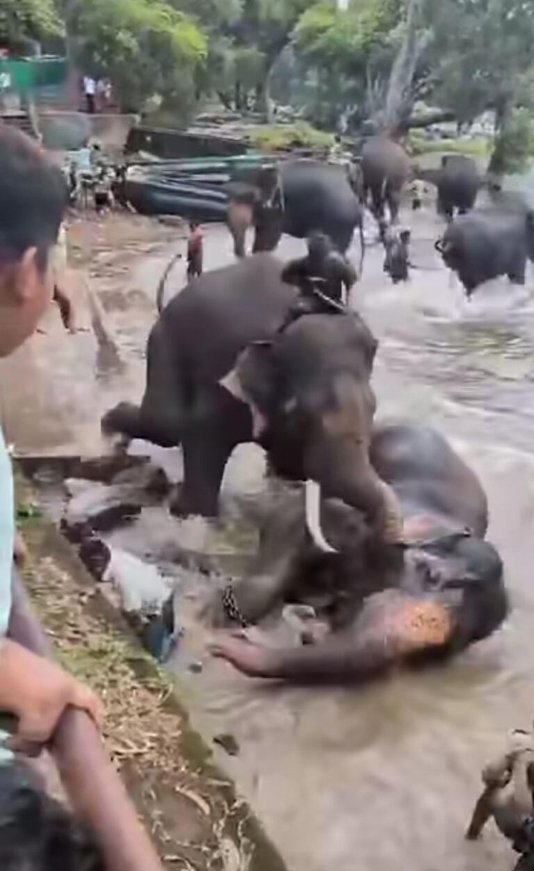 Chennai Woman Killed After Being Trampled by Dasara Elephant ‘Kanjan’ at Dubare Elephant Camp in Kodagu