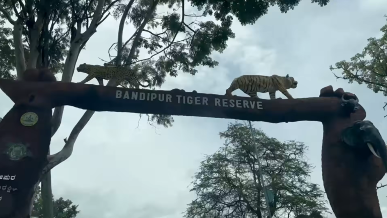 Karnataka Government Approves Full-Scale Resumption of Jungle Safari at Bandipur and Nagarahole Tiger Reserves