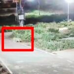 Leopard Spotted Near Banashankari Forest Edge Again, Residents on Alert