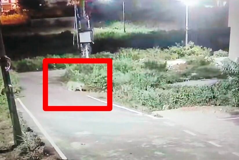 Leopard Spotted Near Banashankari Forest Edge Again, Residents on Alert