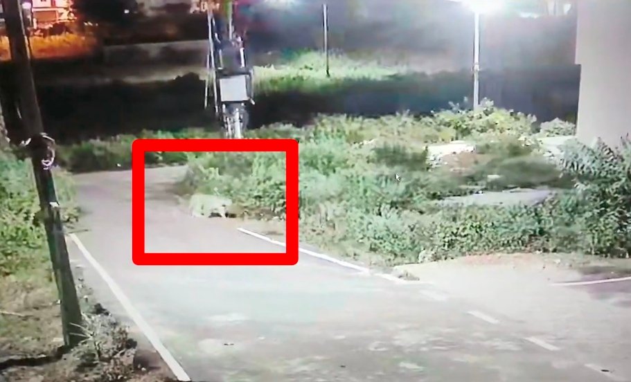 Leopard Spotted Near Banashankari Forest Edge Again, Residents on Alert