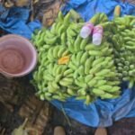 Udupi Food Safety Officials Seize 10,890 Kg Bananas Allegedly Ripened Using Chemicals, Stock Worth ₹8.71 Lakh
