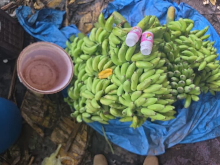 Udupi Food Safety Officials Seize 10,890 Kg Bananas Allegedly Ripened Using Chemicals, Stock Worth ₹8.71 Lakh