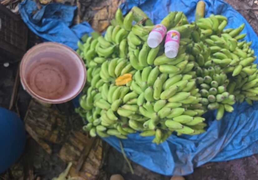 Udupi Food Safety Officials Seize 10,890 Kg Bananas Allegedly Ripened Using Chemicals, Stock Worth ₹8.71 Lakh
