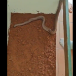 Red sand boa seized by Bengaluru CCB, shown in the official police video