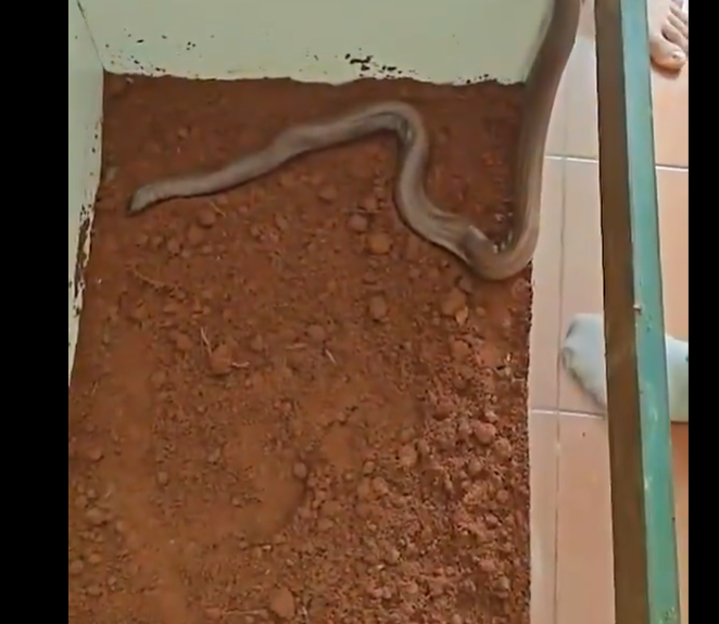 Red sand boa seized by Bengaluru CCB, shown in the official police video
