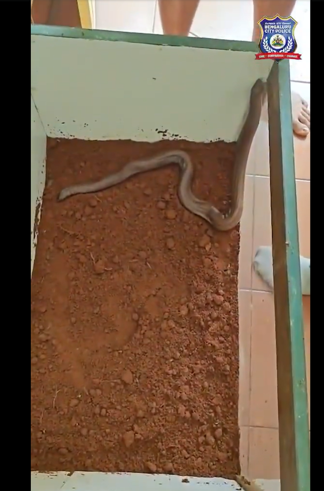 Red sand boa seized by Bengaluru CCB, shown in the official police video