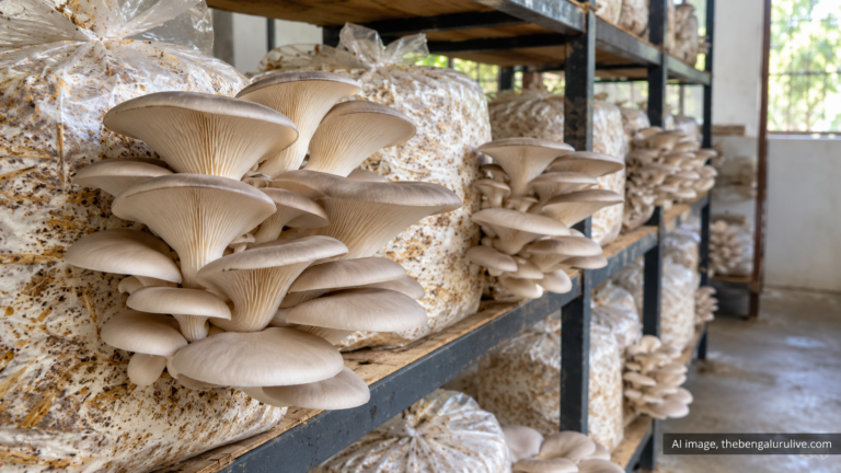 AI-generated illustration of mushrooms growing on cultivation substrate bags.
