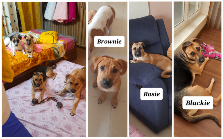 yelahanka-puppies-adoption-photo-20261026